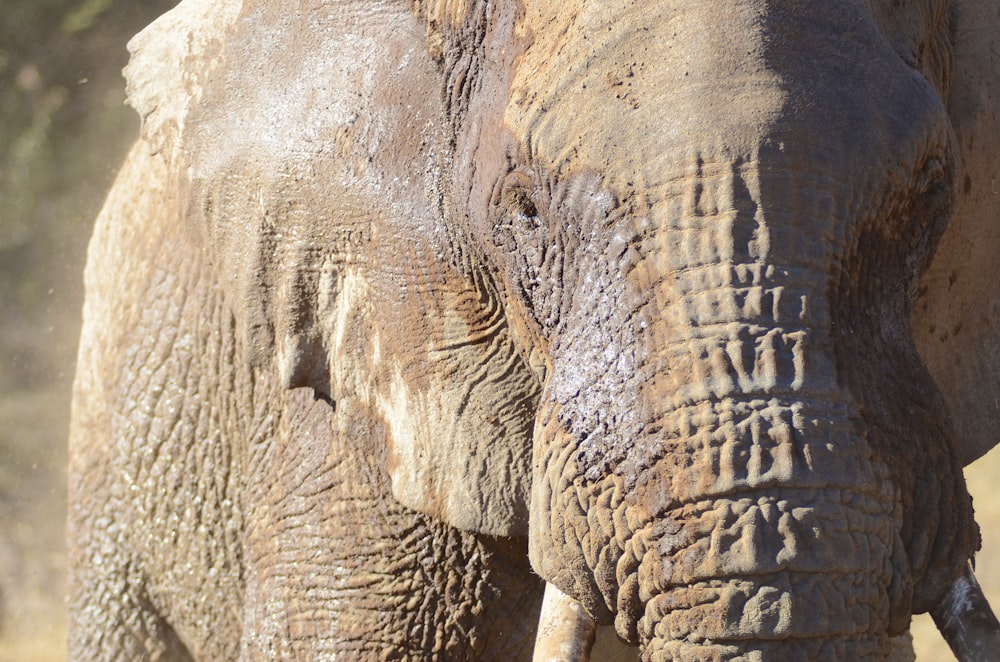 brown elephant in close up photography