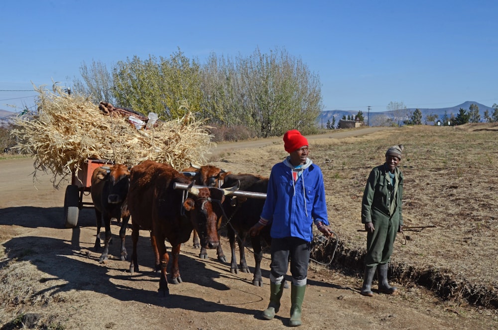2 men in blue jacket and red helmet standing beside brown cow during daytime