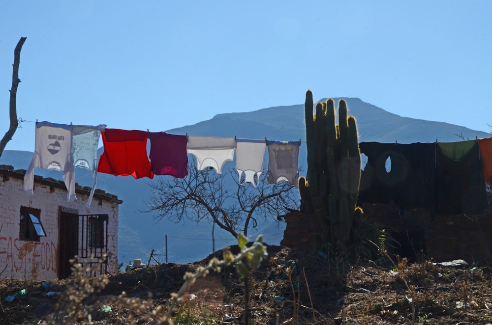 green cactus plants near red flag during daytime