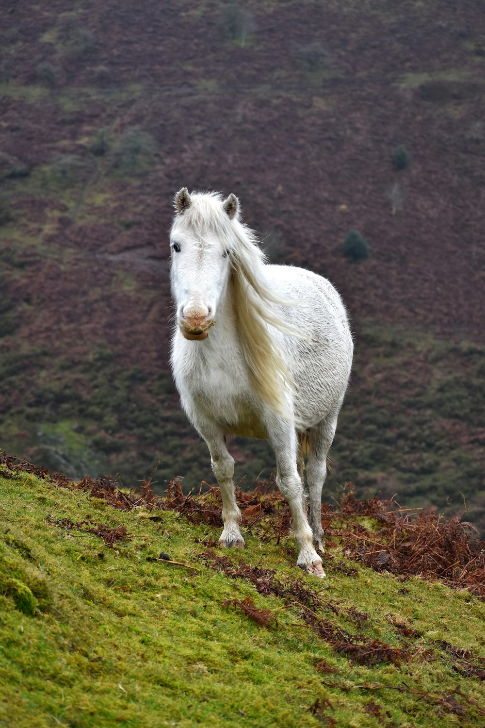 white horse on green grass field during daytime