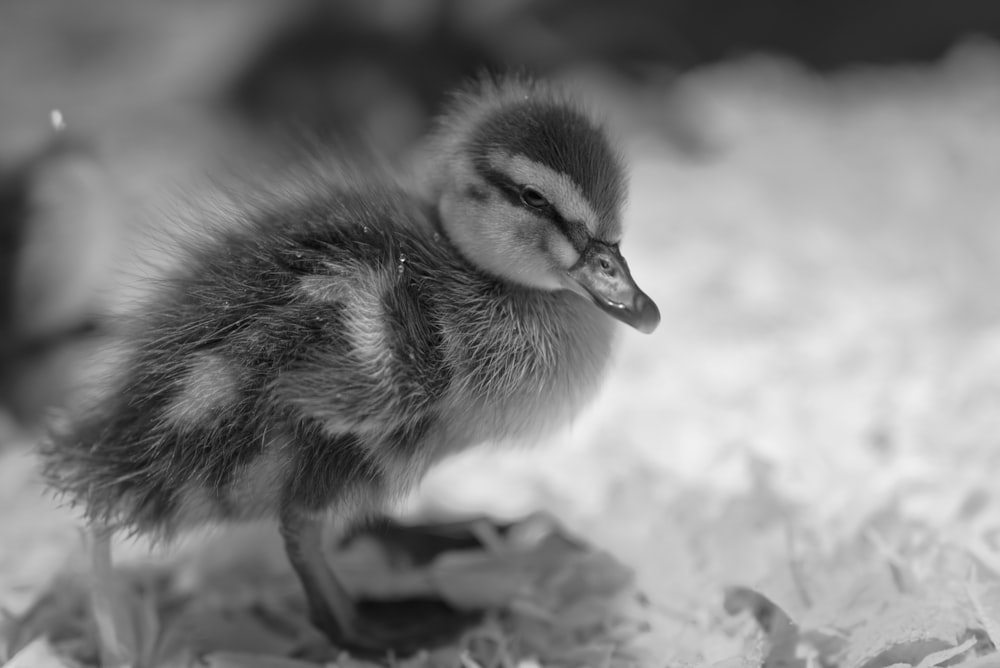 grayscale photo of duckling on ground