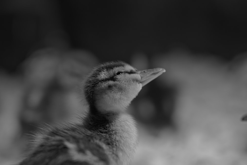 grayscale photo of duckling on ground