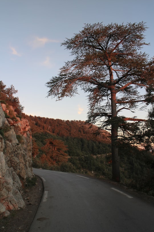gray asphalt road between brown and green trees during daytime in Tikjda Algeria