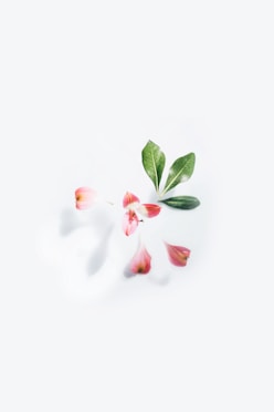 white and red flower with green leaves