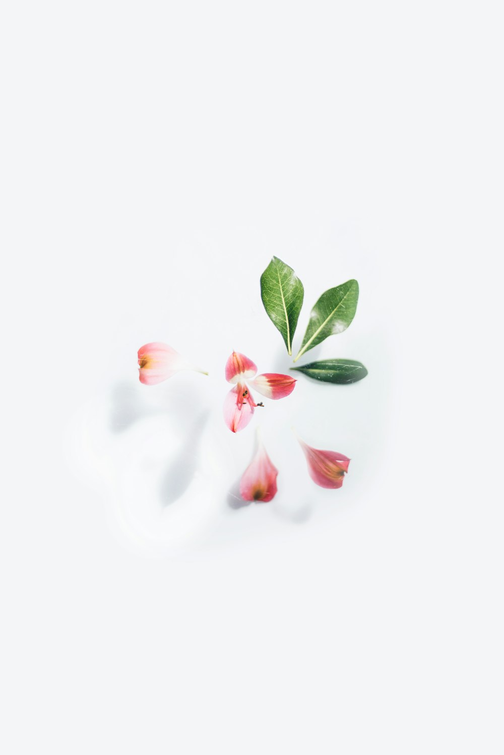 white and red flower with green leaves