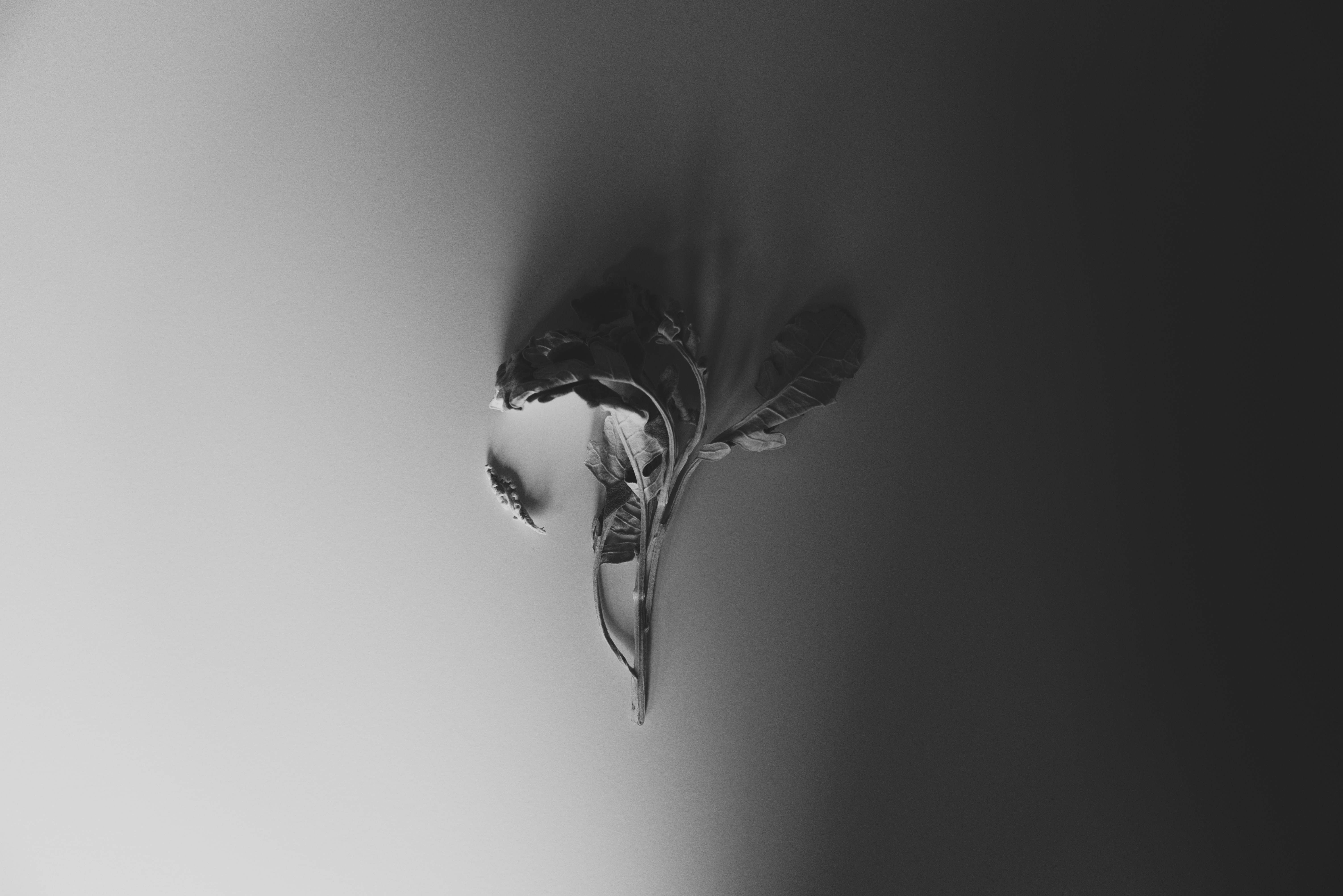 Photo by evieshaffer