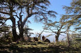 A seasoned land steward examining ancient trees under a deep hunter green sky.