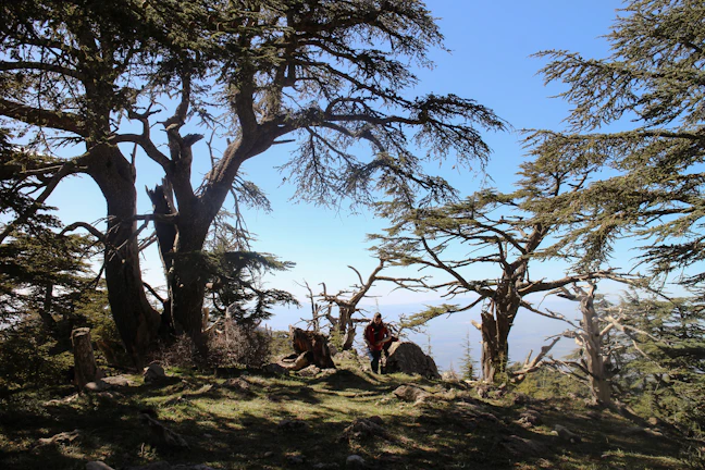 A seasoned land steward examining ancient trees under a deep hunter green sky.