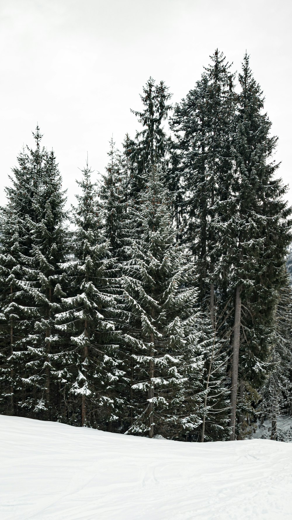 green pine trees under white sky during daytime