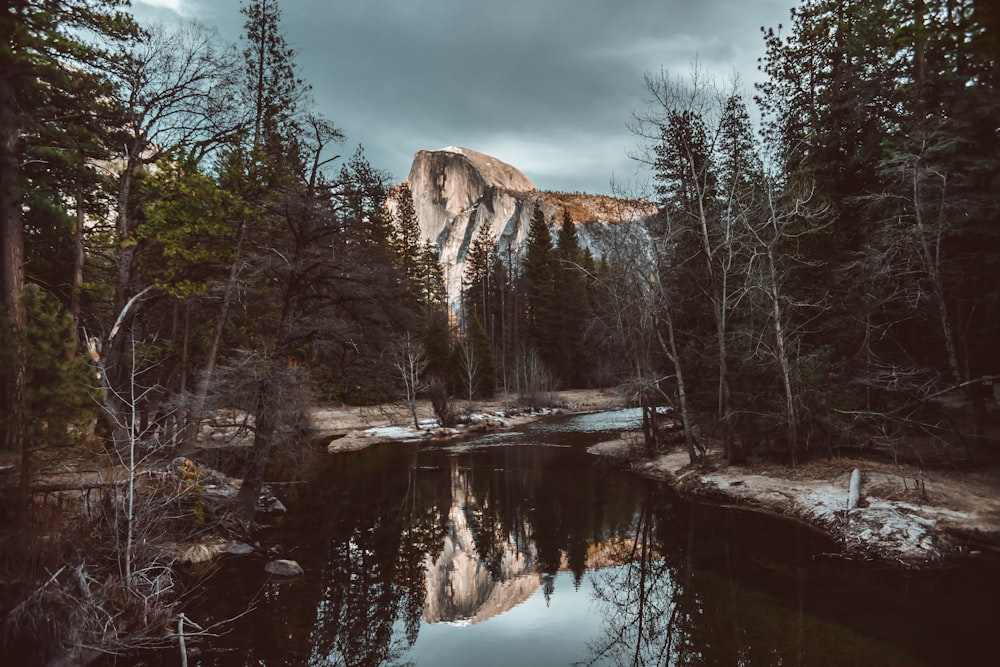 brown trees near lake under cloudy sky during daytime