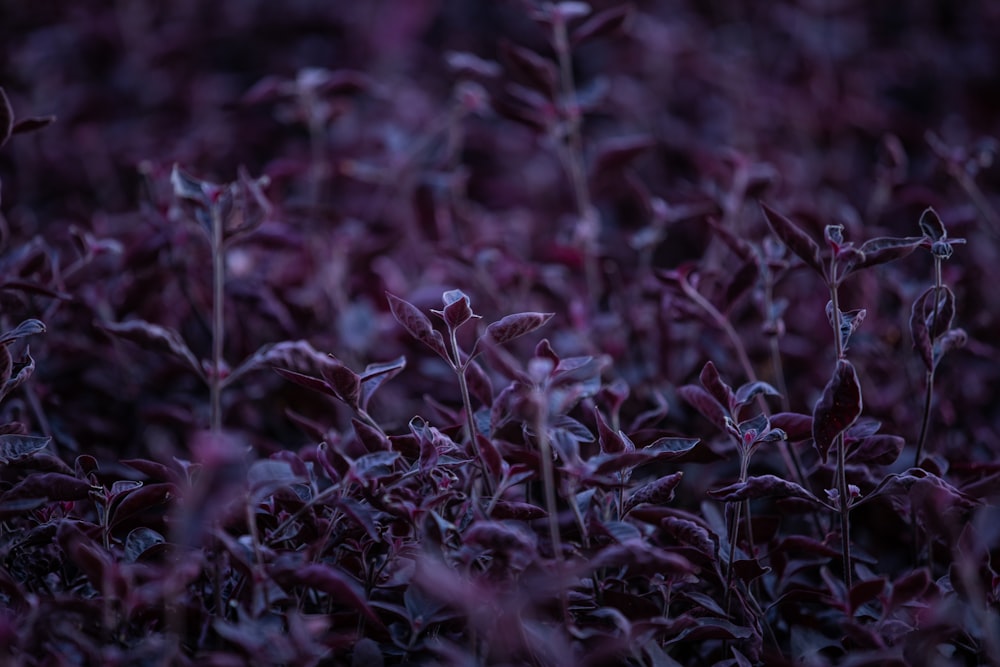 red flowers in tilt shift lens