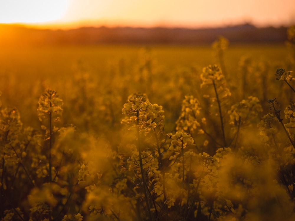 yellow flower field during daytime