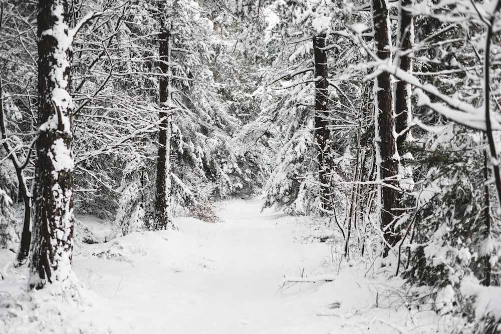 snow covered trees during daytime