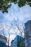 Trees with sparse leaves in the foreground are silhouetted against a sky with scattered clouds. In the background, numerous high-rise buildings with glass windows and modern architectural designs rise up.