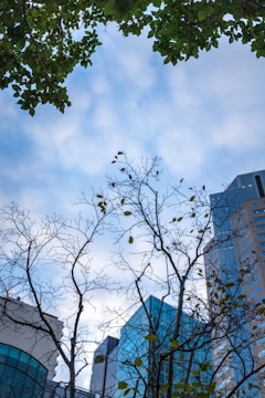 Trees with sparse leaves in the foreground are silhouetted against a sky with scattered clouds. In the background, numerous high-rise buildings with glass windows and modern architectural designs rise up.
