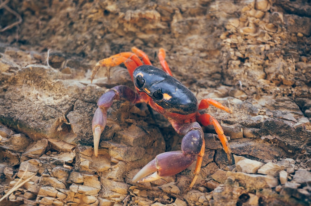 schwarze und orangefarbene Krabbe auf braunem Felsen