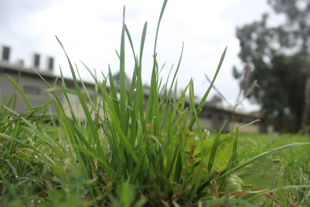 a close up of some grass with a building in the background