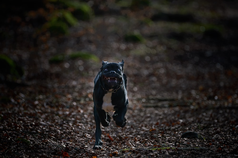 Cane di piccola taglia a pelo corto in bianco e nero che corre su foglie secche marroni