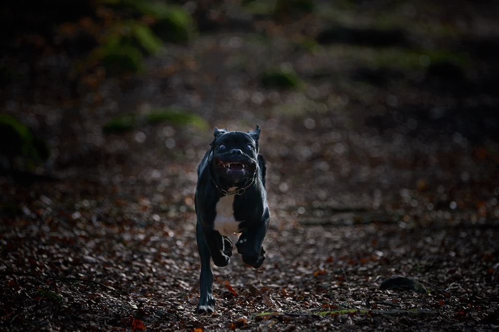 Perro pequeño de pelaje corto blanco y negro que corre sobre hojas secas marrones