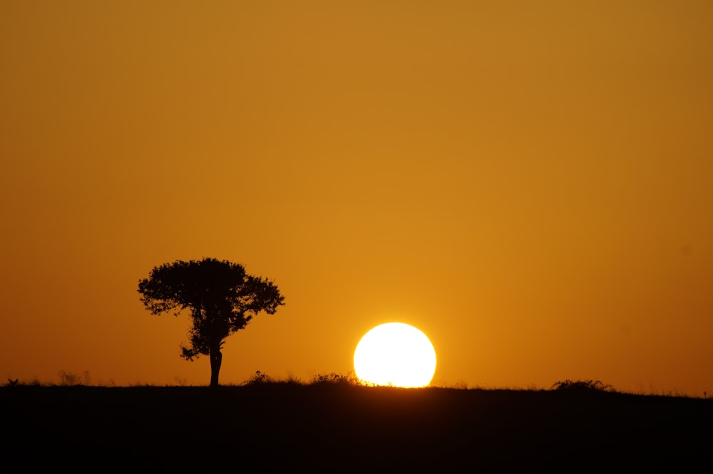 silhouette of tree during sunset