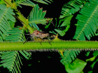 A close-up of a brown insect, possibly a grasshopper, perched on a green stem with thorns. Surrounding the insect are vibrant green leaves with a textured, feathery appearance.