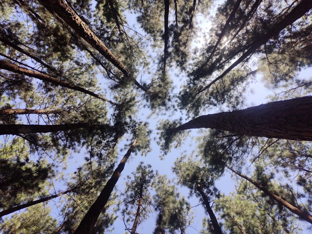 low angle photography of green trees during daytime