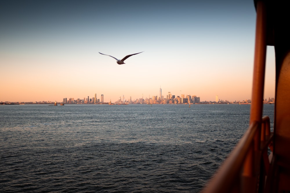 bird flying over the sea during sunset