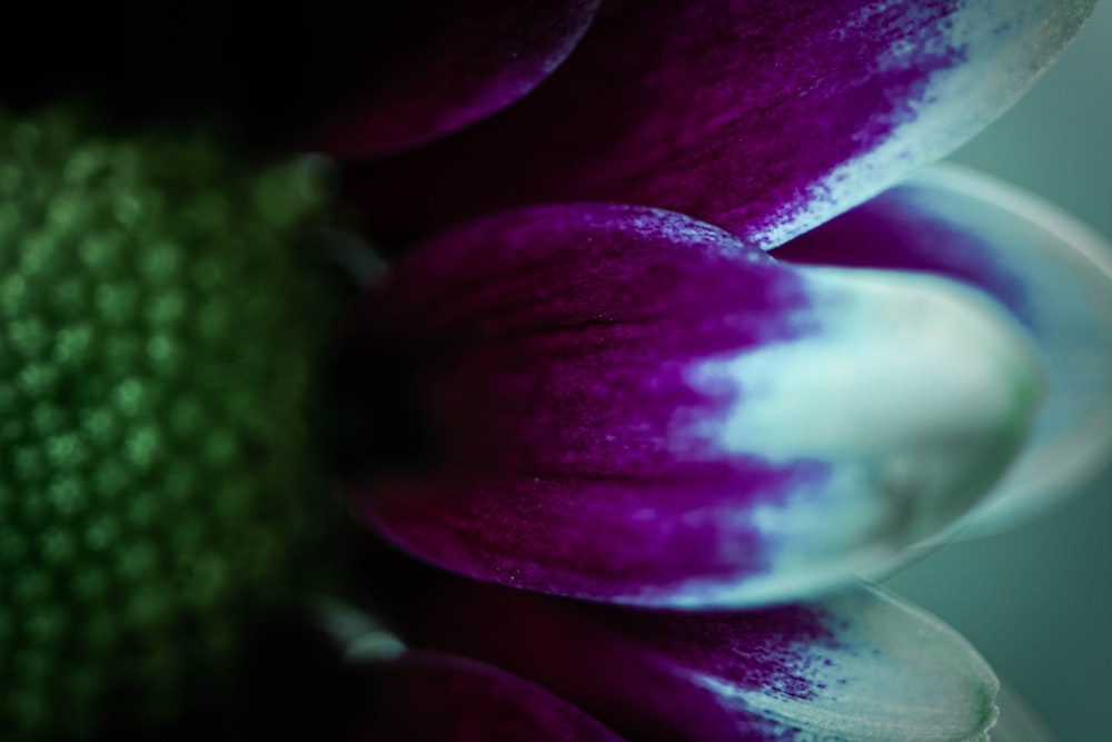 purple and white flower in macro shot