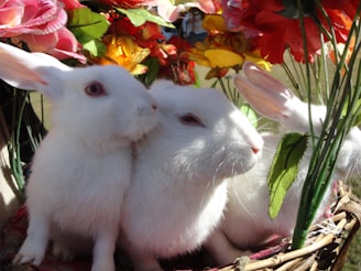 A cozy indoor scene showing a litter of English Angora bunnies nestled together on soft blankets.