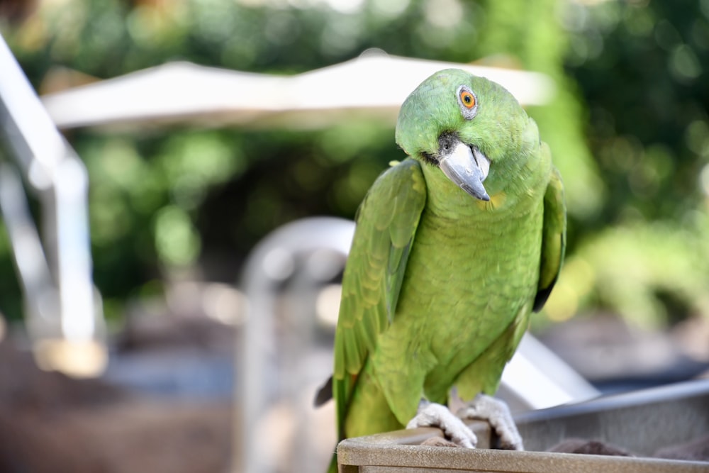 green parrot on brown wooden stick during daytime