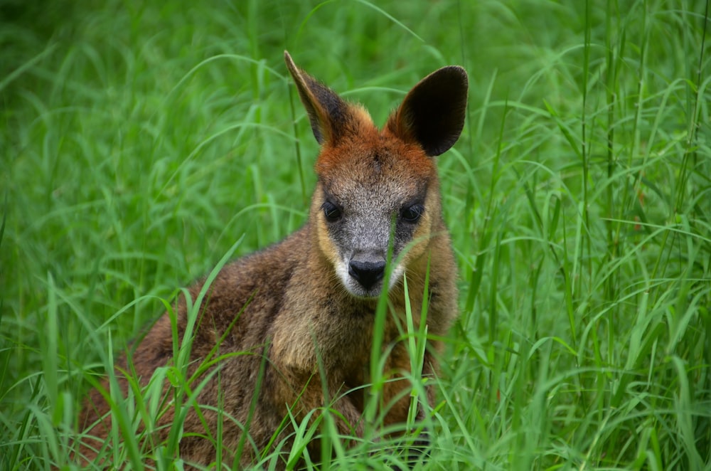 brown kangaroo on green grass during daytime