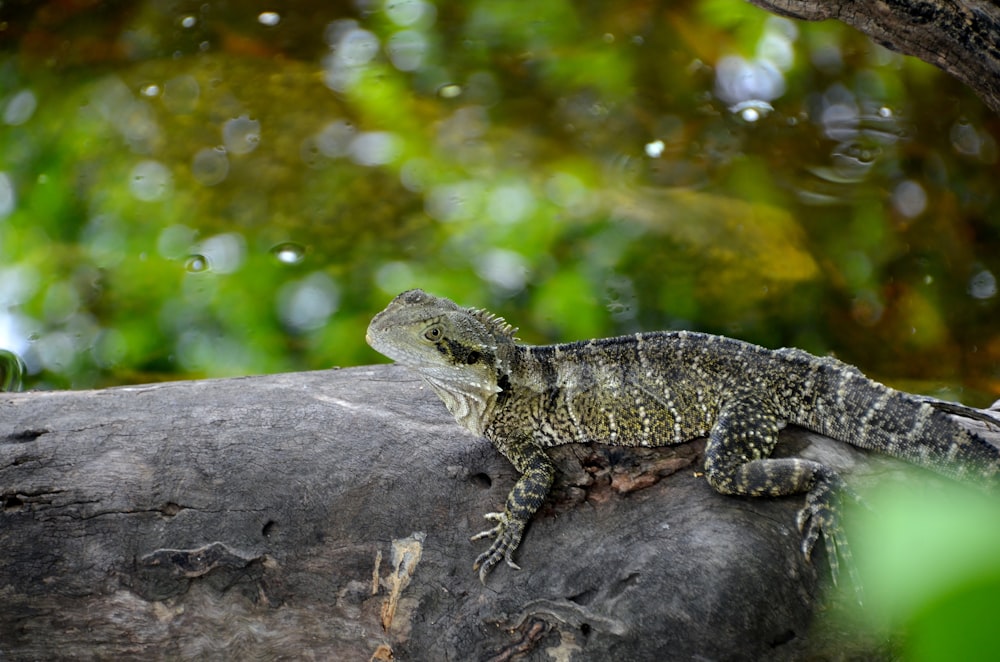 black and white lizard on gray rock