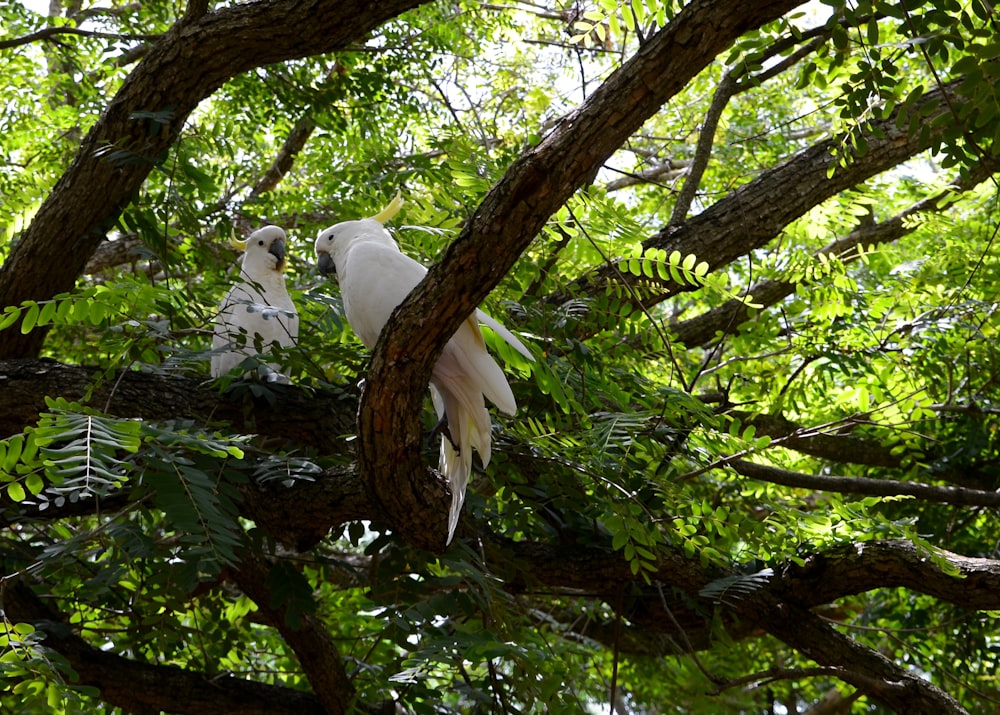 white bird on brown tree branch