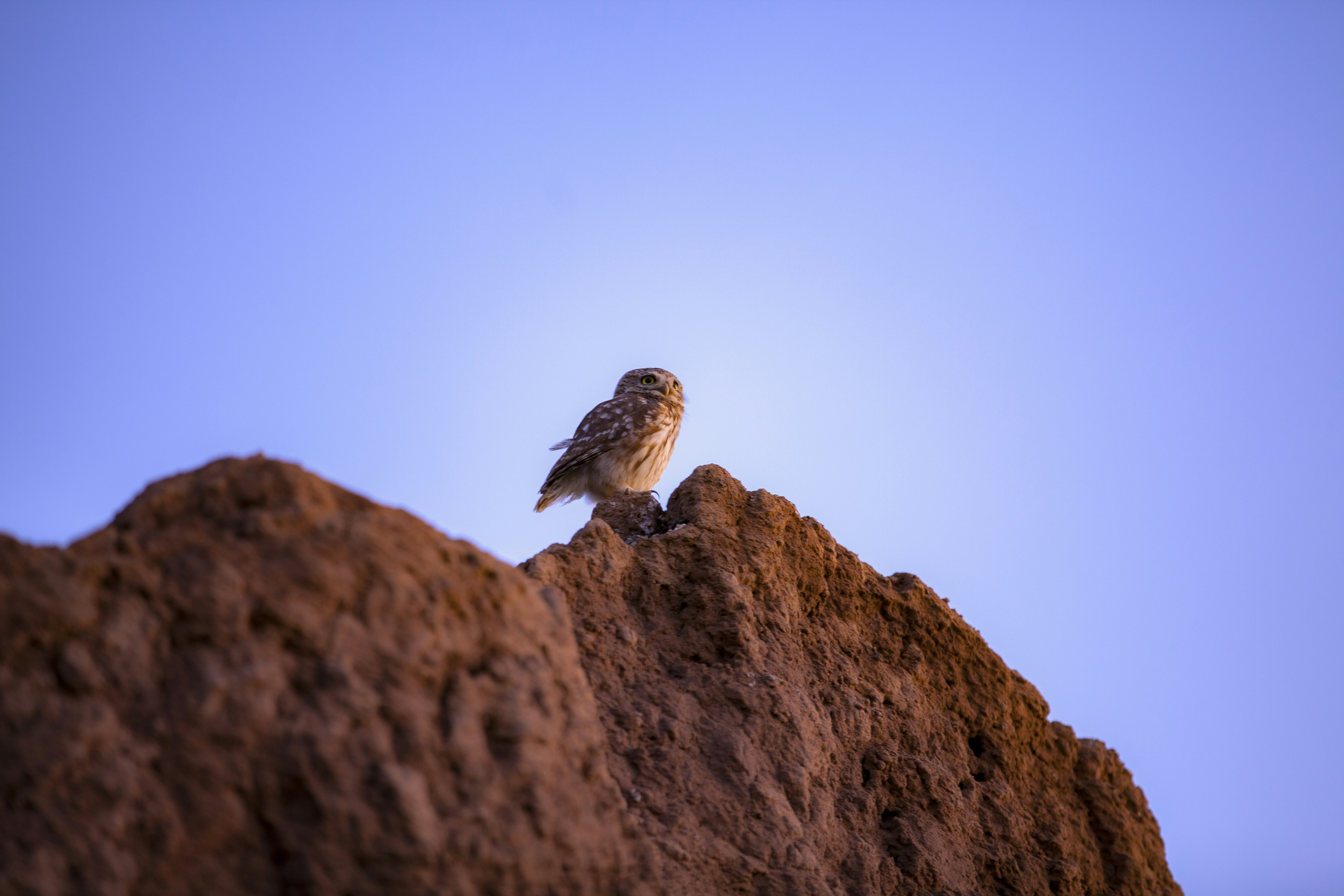 brown bird flying on brown rock during daytime