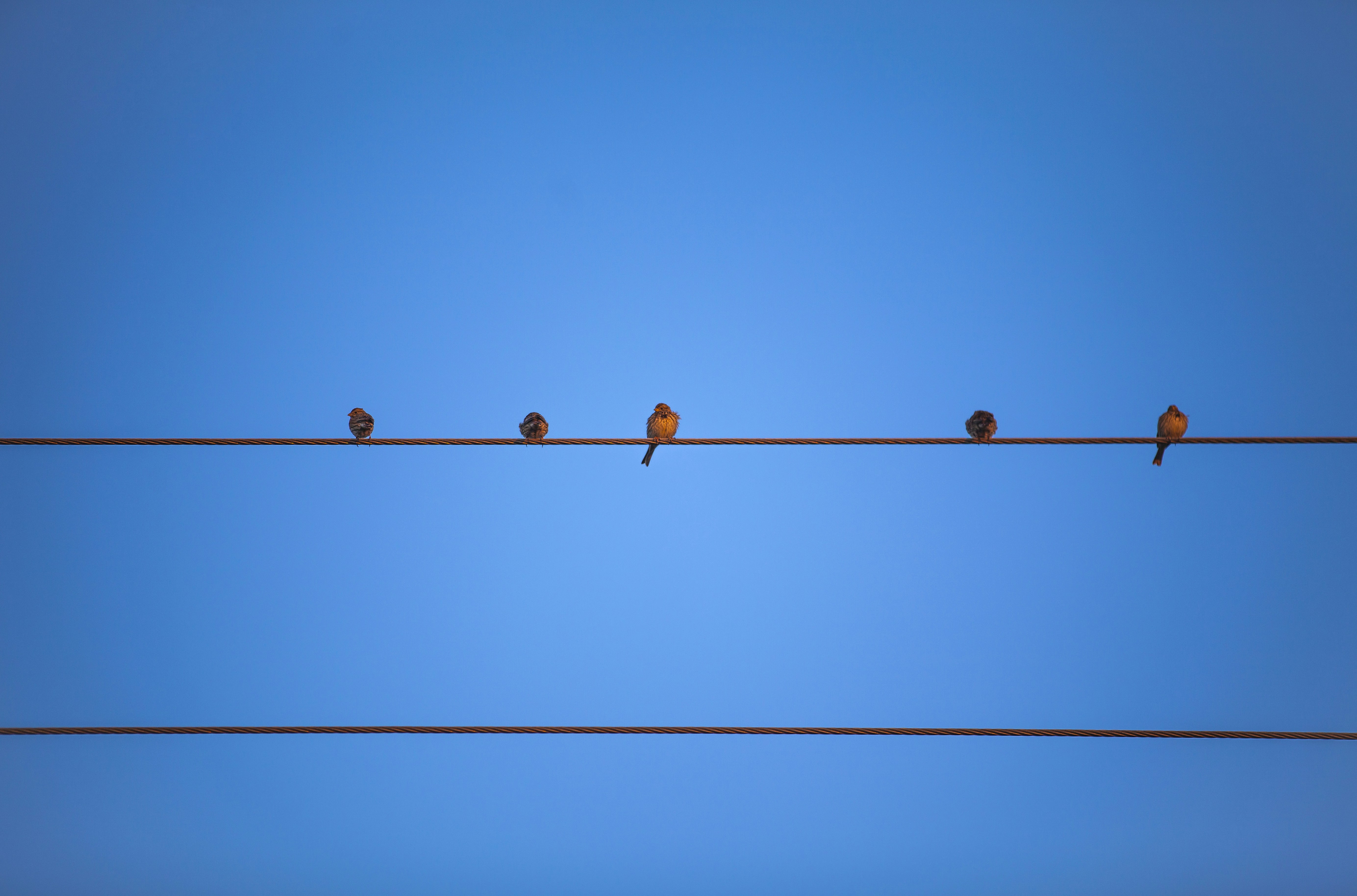 brown metal wire with wire under blue sky during daytime
