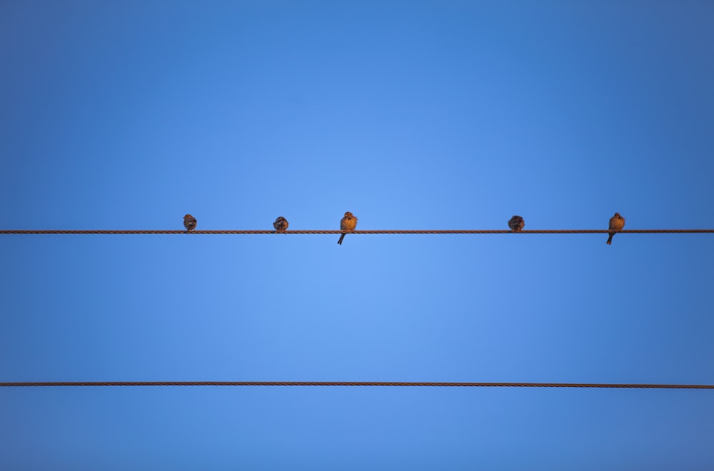 brown metal wire with wire under blue sky during daytime
