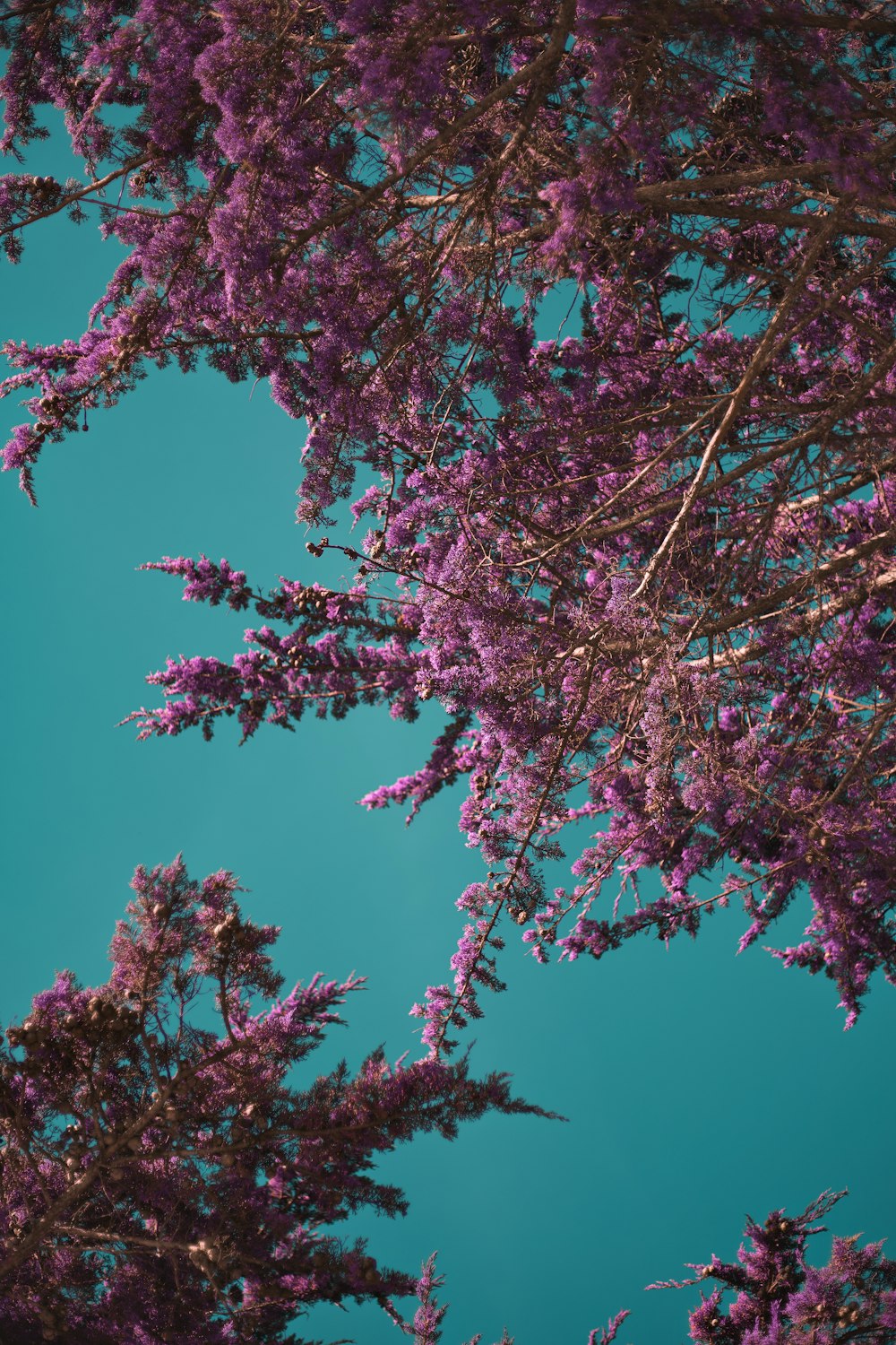 pink cherry blossom tree under blue sky during daytime