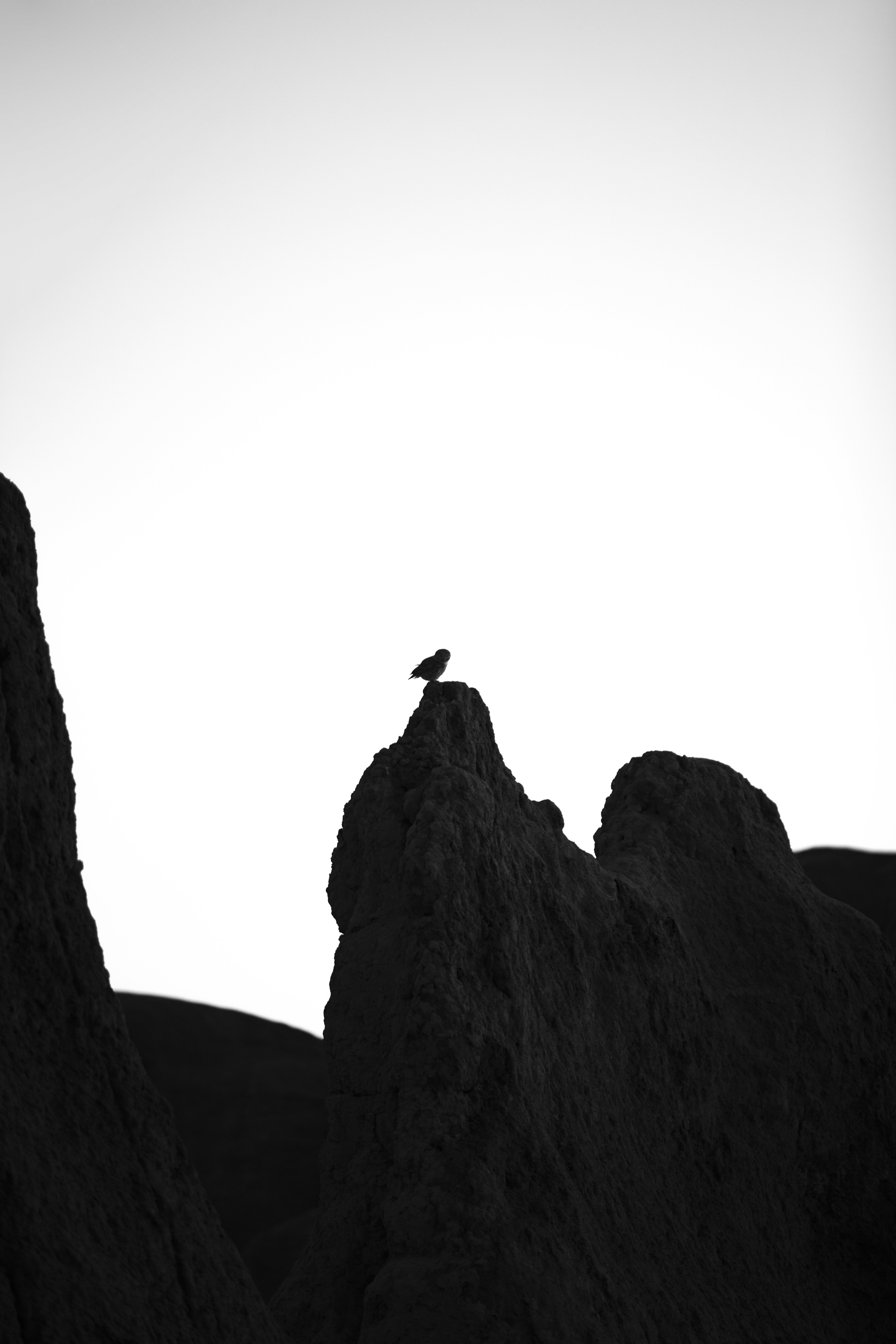 silhouette of bird on rock formation