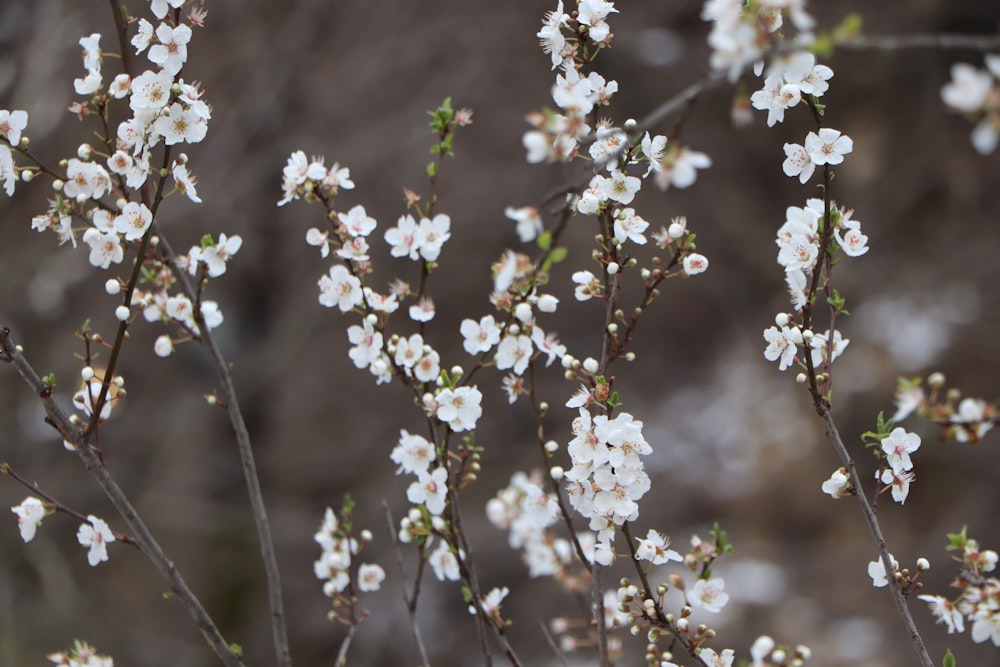 white flowers on brown rock