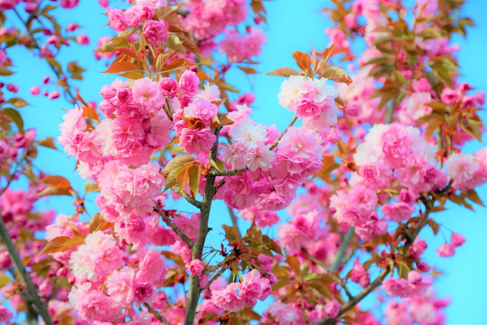 pink flowers in tilt shift lens