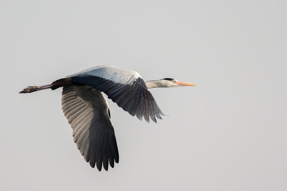 white and gray bird flying