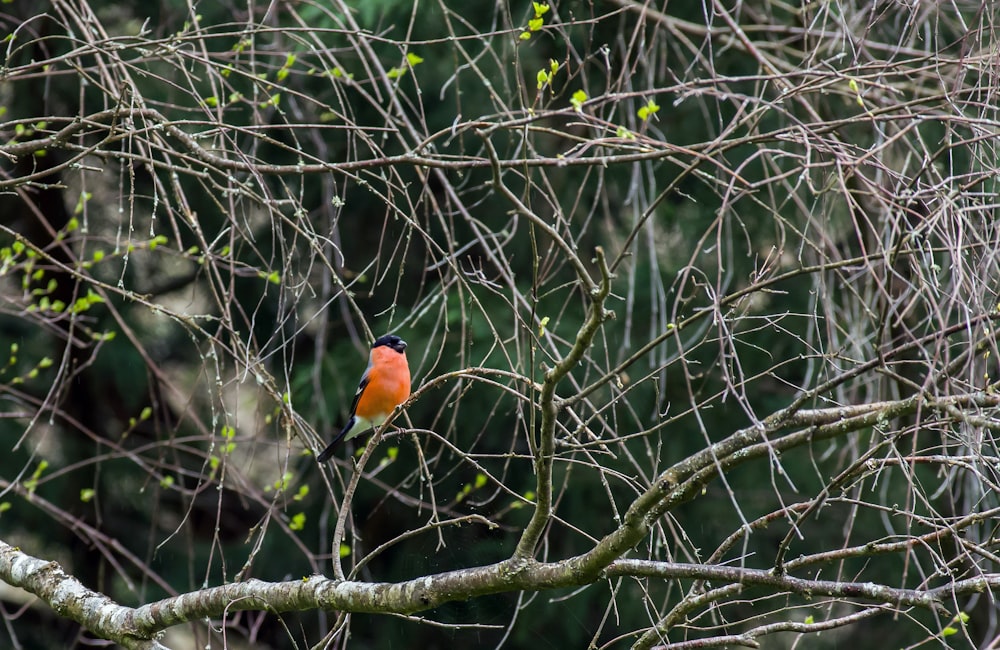 orange bird on tree branch during daytime