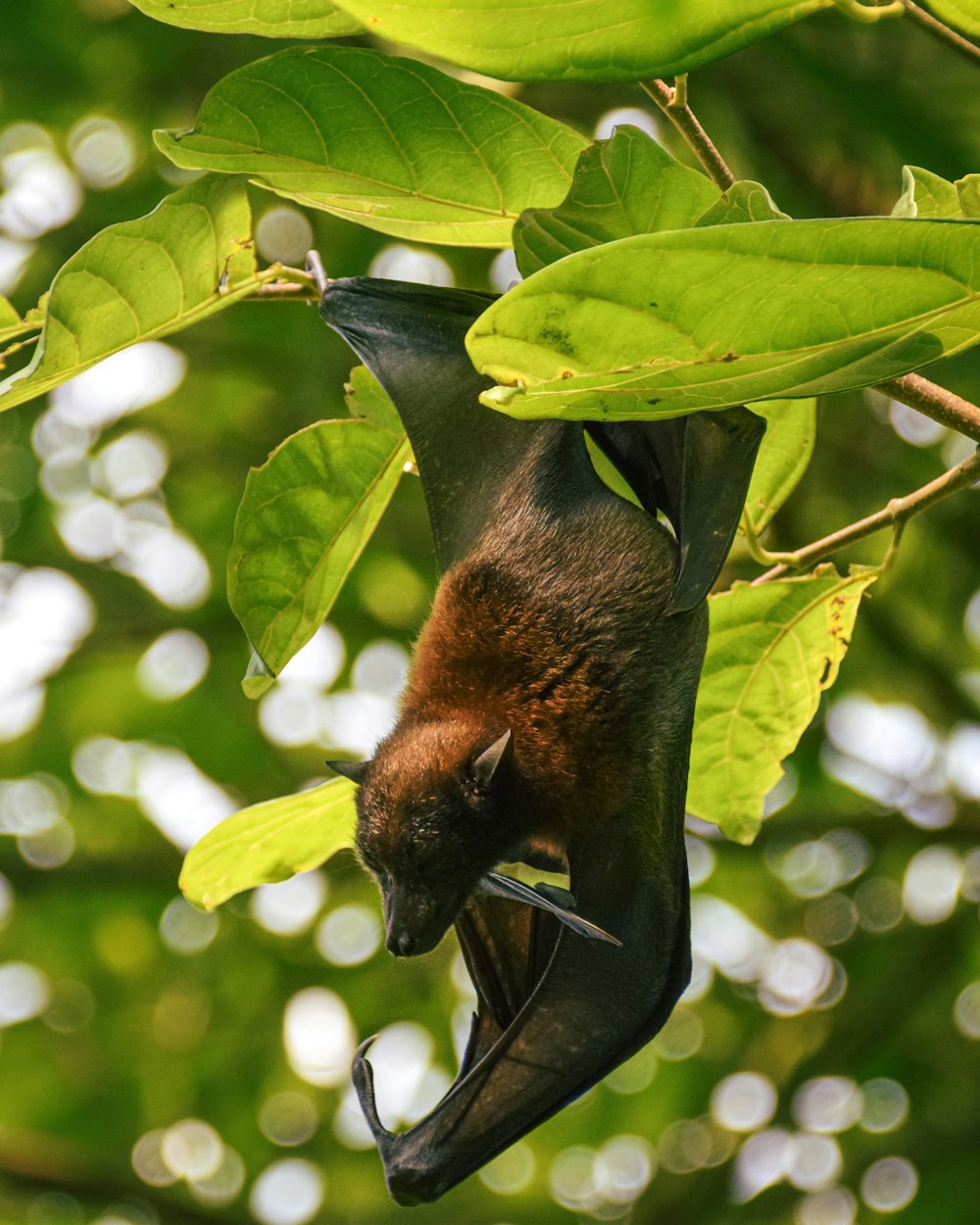 brown and black animal on green leaves during daytime