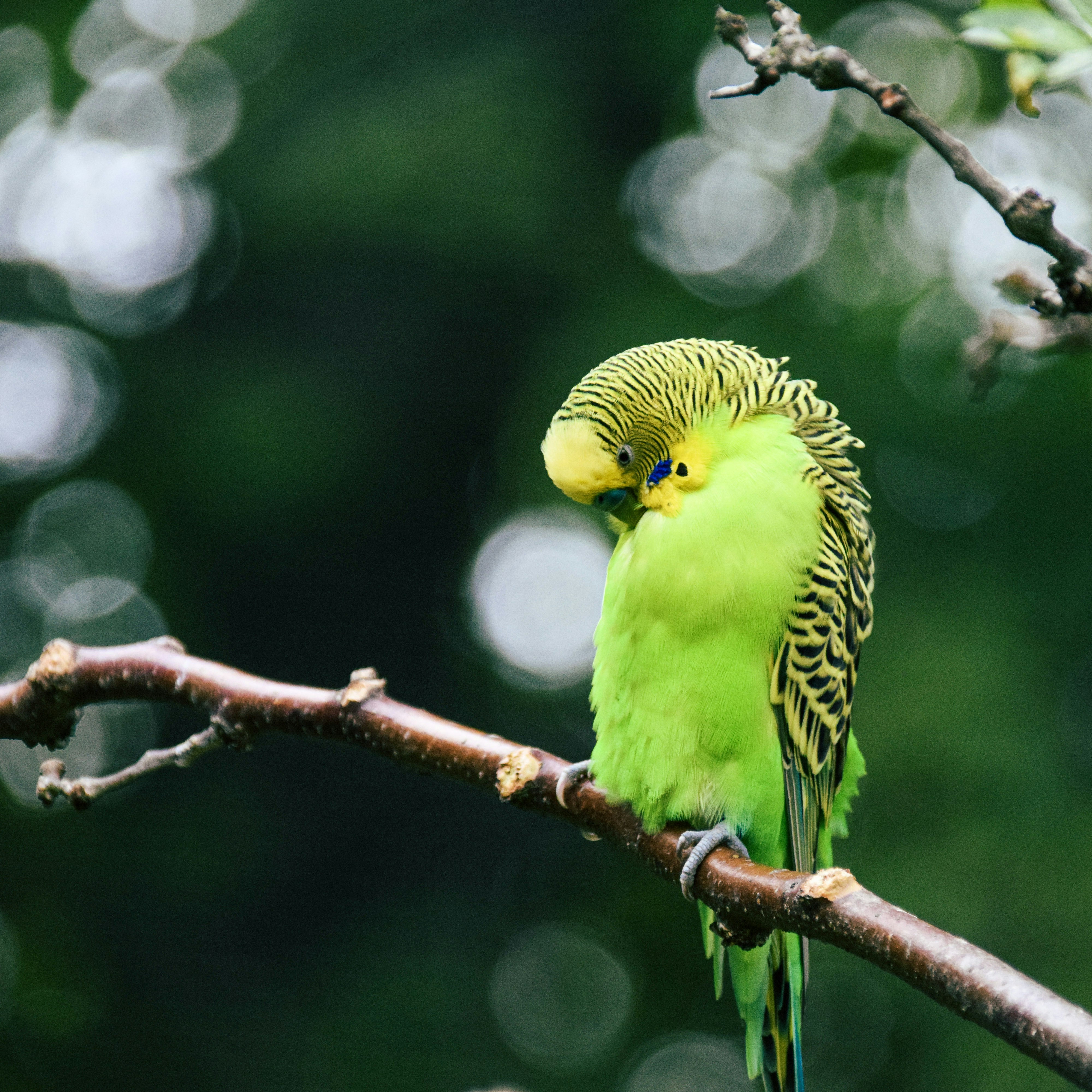 黄色と緑のセキセイインコの写真 Unsplashで見つける鳥の無料写真
