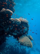gray and black fish under water