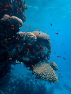 gray and black fish under water