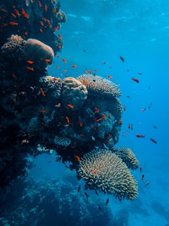 gray and black fish under water