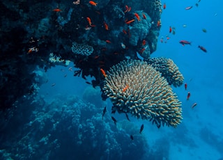 gray and black fish under water