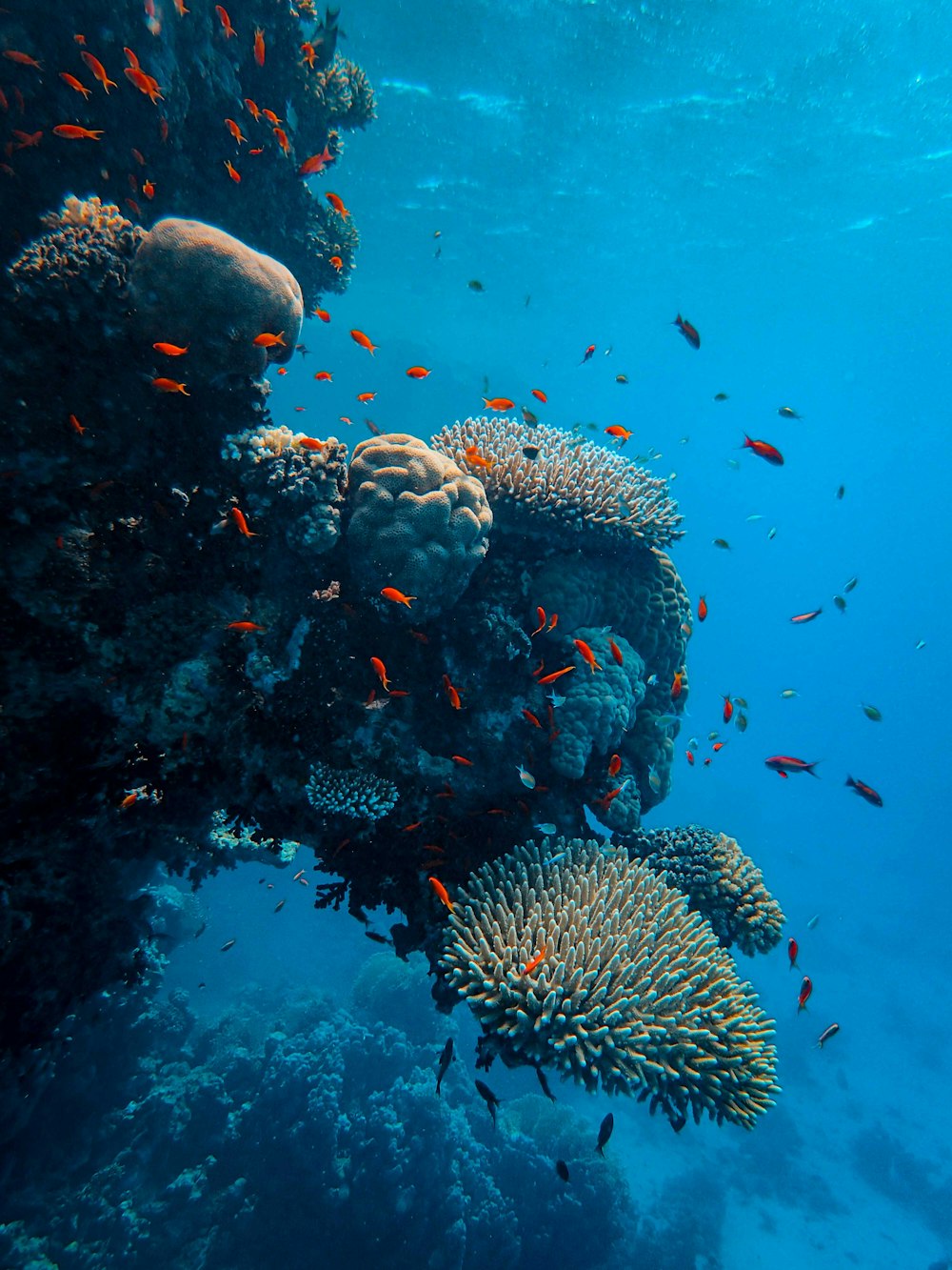 peixes cinzentos e pretos debaixo d'água