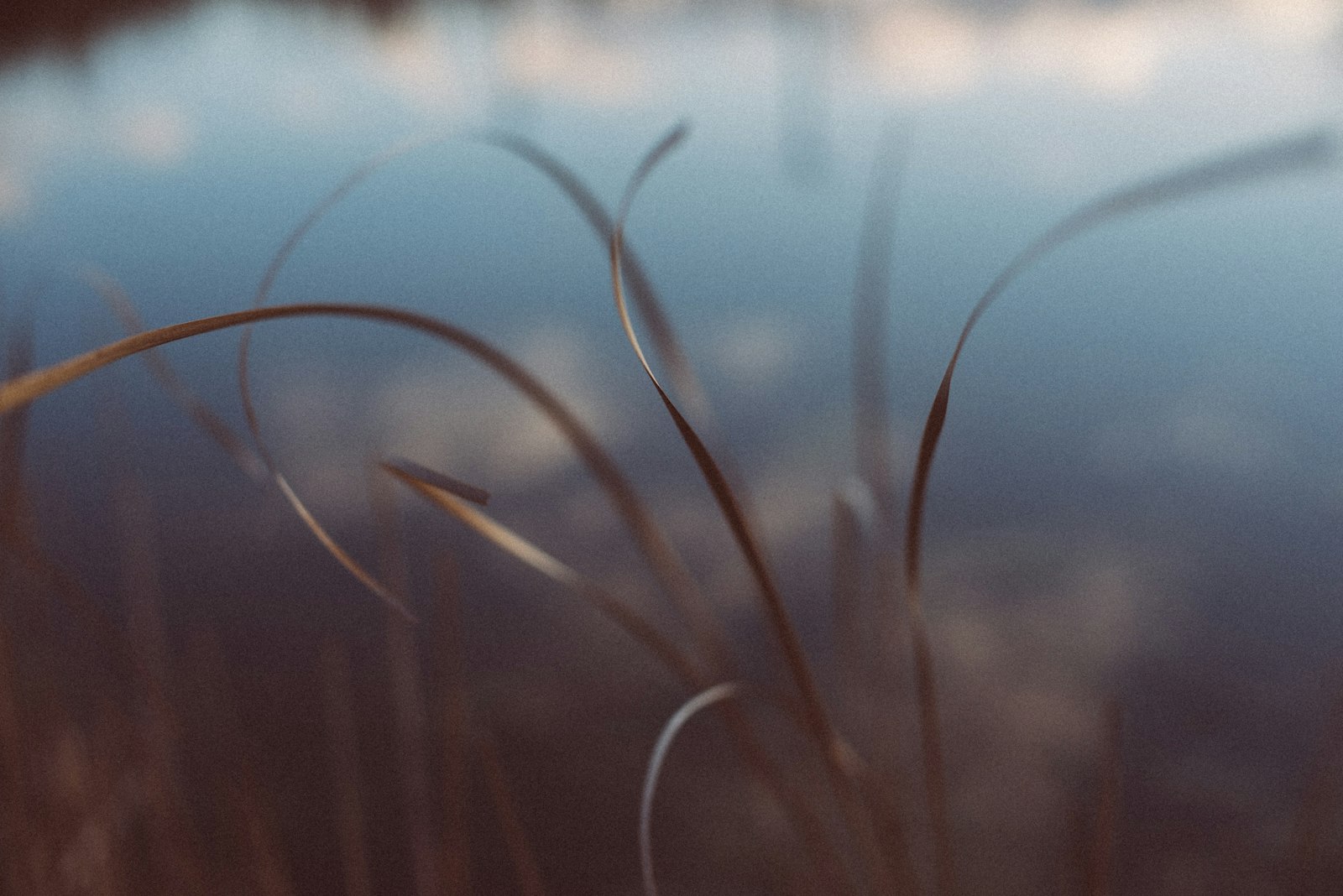 Nikon D800 + Nikon AF Nikkor 50mm F1.4D sample photo. Brown grass in close photography